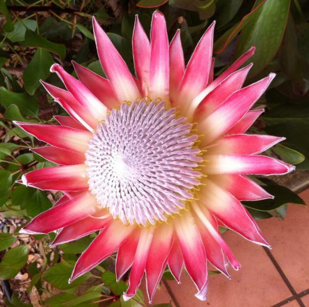 Protea Cottage George Eksteriør billede